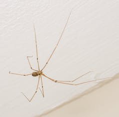 Почему ученые не советуют убивать пауков