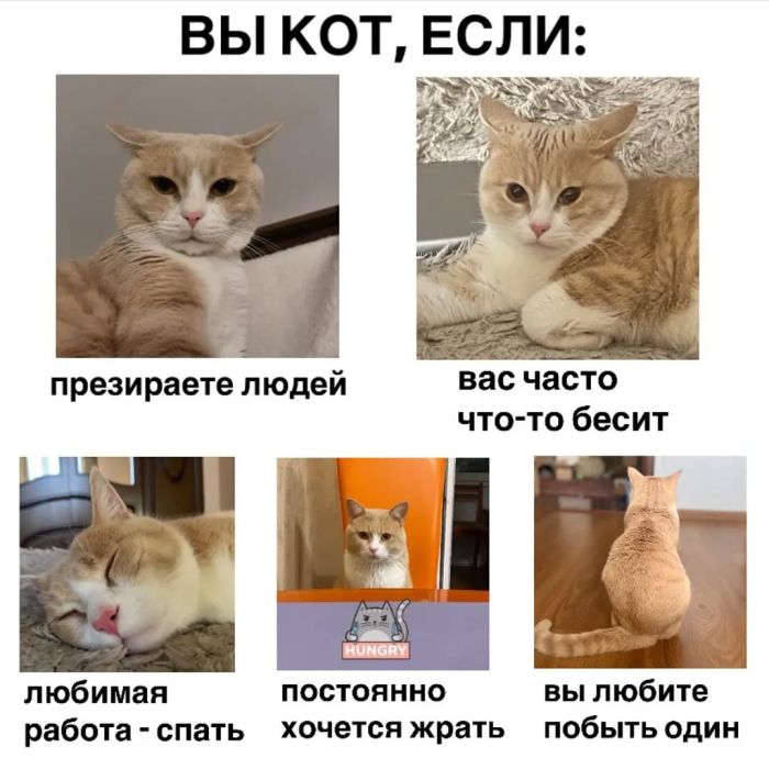 Прикольные картинки с надписями и лишнее внимание от домашних Прикольные картинки с надписями и лишнее внимание от домашних