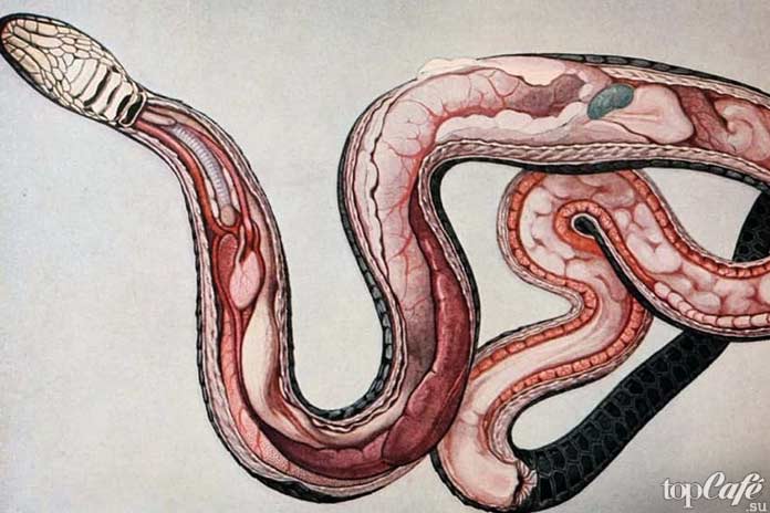 Внутренние органы змеи