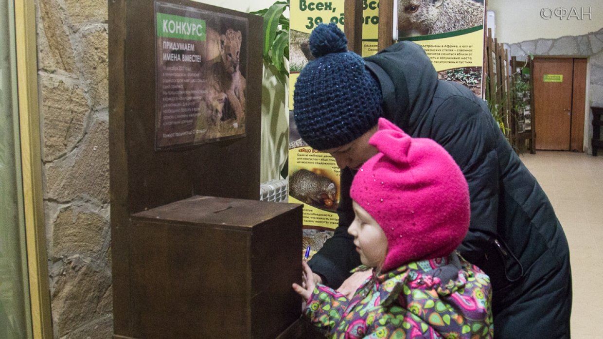 Хищные котики: в Ленинградском зоопарке выбирают имена для новых львят