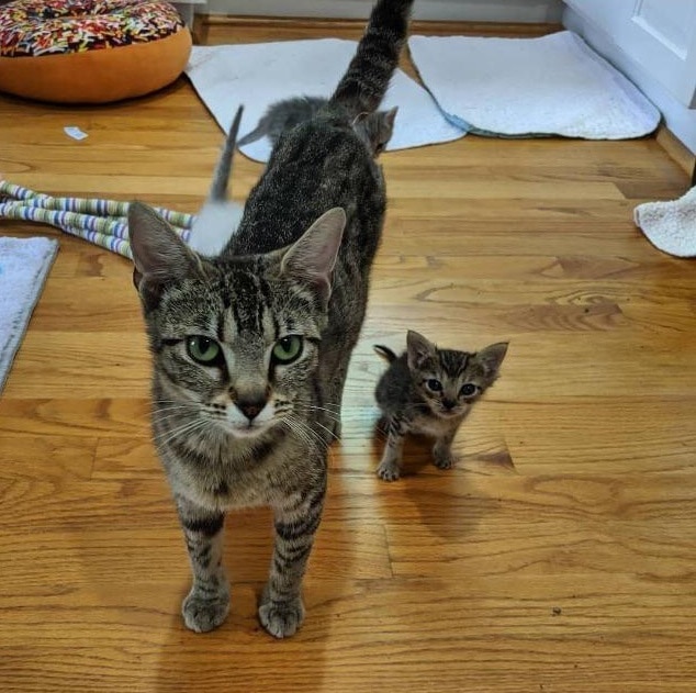 20 крошечных котят, про которых ласково говорят «ладошечные» 20 крошечных котят, про которых ласково говорят «ладошечные»