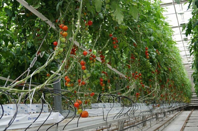 Позитивные новости о России за неделю 