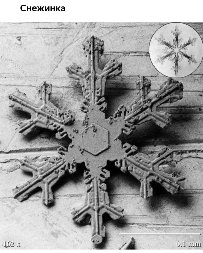 Невероятные фотографии под микроскопом 