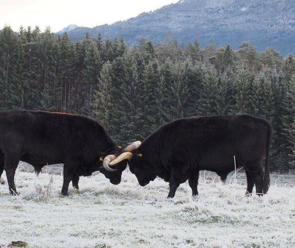 — Ты быканул?
— Да, быканул. 