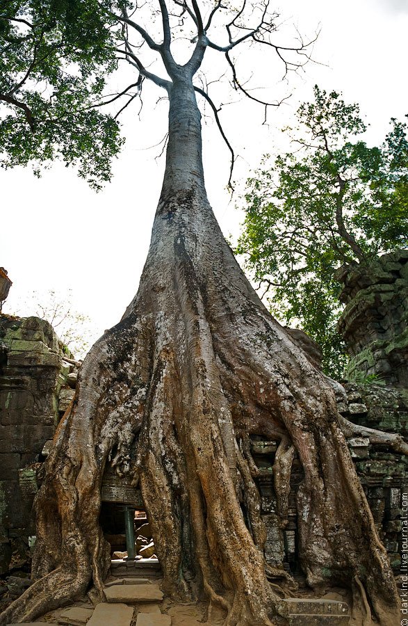 Камбоджийский храм Та Пром (Ta Prohm) и гигантские деревья можно, храмов, блоки, деревья, храма, несколько, когда, вековые, Ангкор, стенами, более, дерево, туристов, много, Тетрамелеса, корни, которую, будто, вросло, Ficus