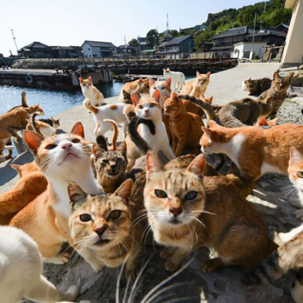 кошки на острове