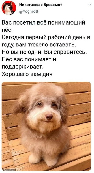 Животный юмор в картинках Животный юмор в картинках