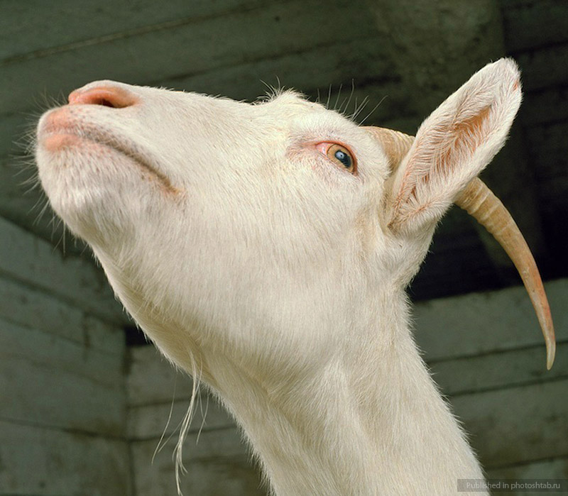 Смешные козлы. Козел дебил. Смешная коза. Тупорылая коза. Рога барана.