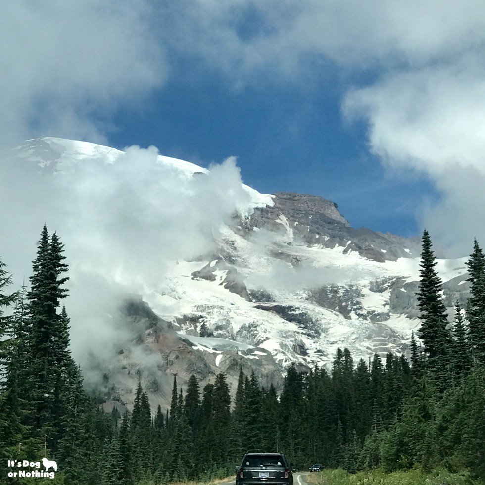 While dogs might not be allowed on the trails in national parks, there are still plenty of things you can do! We took our Great Pyrenees to Mt. Rainier.