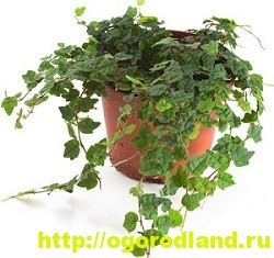 Фикусы и их разновидности. Выращивание и уход за фикусами