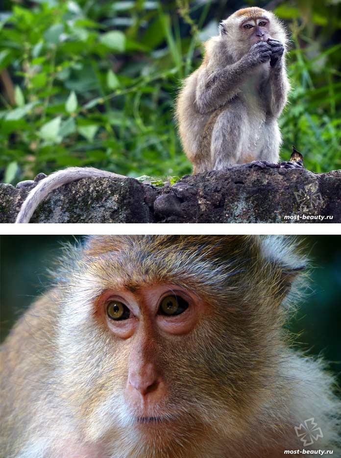 Самые красивые виды обезьян: Яванские макаки. СС0