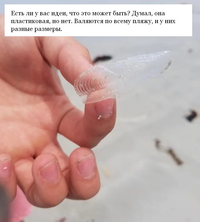 Пользователи соцсетей интересуются необычными находками