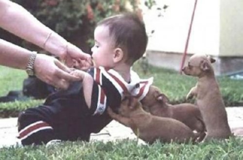 27 невероятных фотографий с животными, которые любят помогать другим 27 невероятных фотографий с животными, которые любят помогать другим mir-interes.info