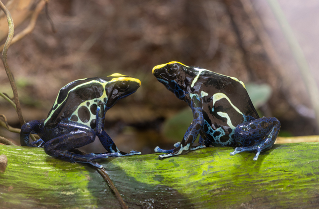 Самые необычные родители в мире животных 