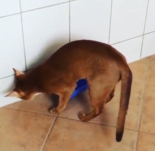 Абиссинский кот закапывает свою миску