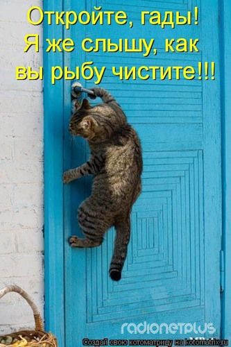 Правила кошек Правила кошек