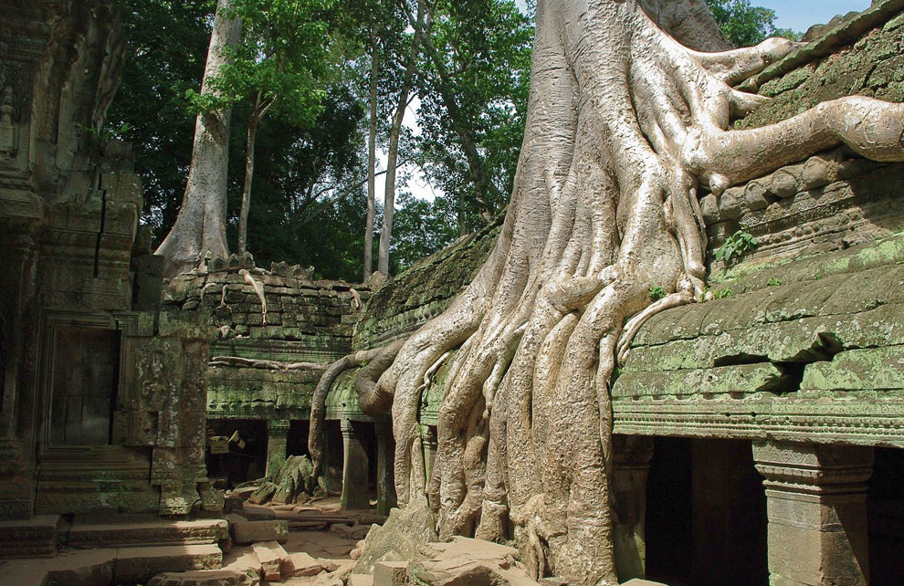 Камбоджийский храм Та Пром (Ta Prohm) и гигантские деревья