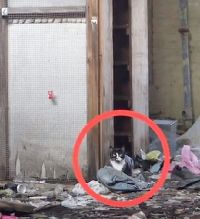 Кошка сидит