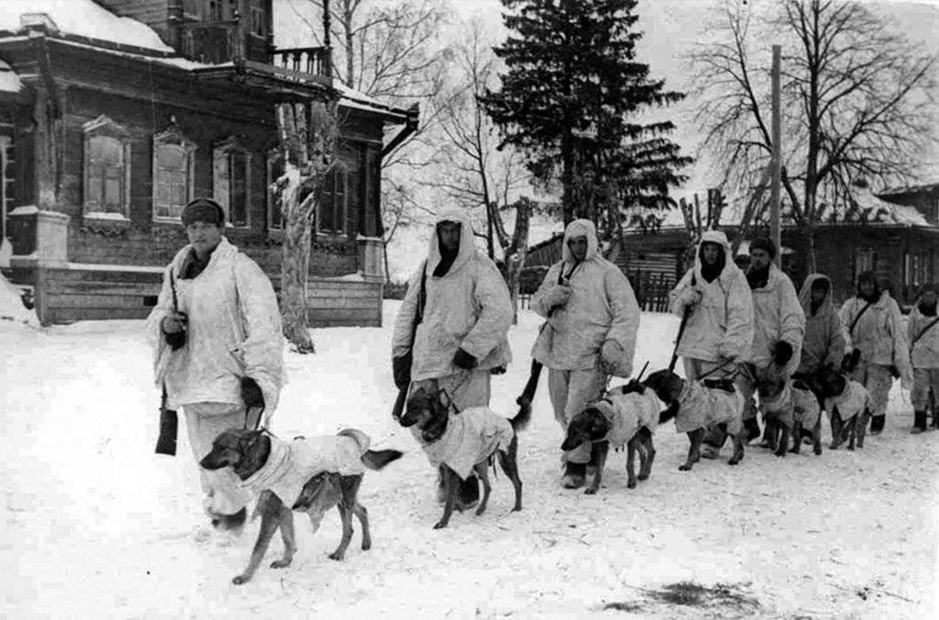 Фоторассказ о собаках – героях Великой Отечественной Войны