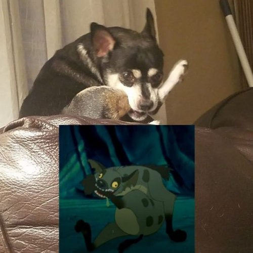 Смешные собаки, которые перенесли странность аж в другое измерение 