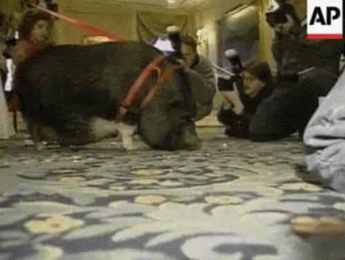 Истории о преданности домашних питомцев﻿ 