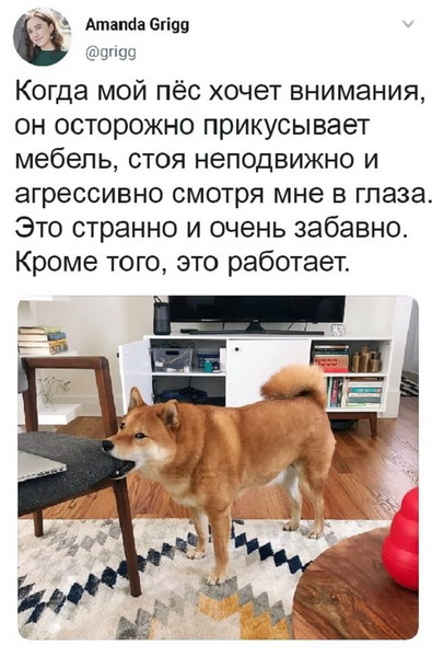 Животный юмор в картинках Животный юмор в картинках