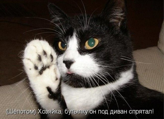 Подборка фото забавных котов и котят со смешными надписями ) Подборка фото забавных котов и котят со смешными надписями )