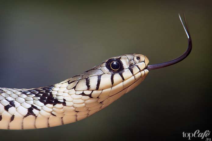 Органы чувств. CC0