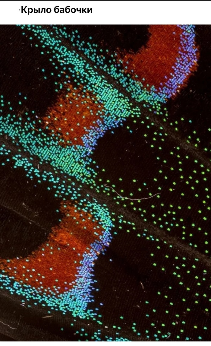 Невероятные фотографии под микроскопом 