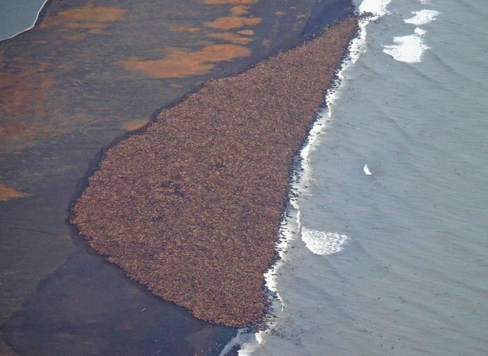 35000 моржей отдыхают на побережье позитив, фото, это интересно