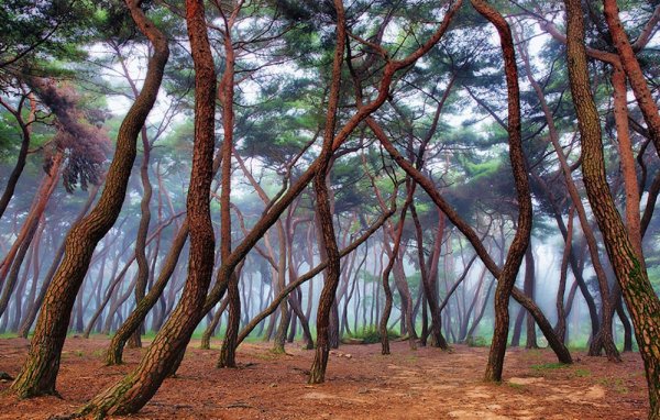 Фотоподборка красивых лесов разных стран