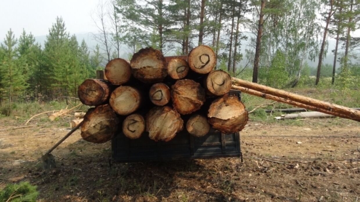 Архангельские депутаты подготовили поправки к Стратегии развития лесного комплекса РФ
