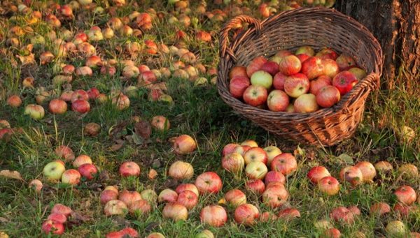 Что сделать вкусного из падалицы яблок и груш дача,сад и огород,урожай