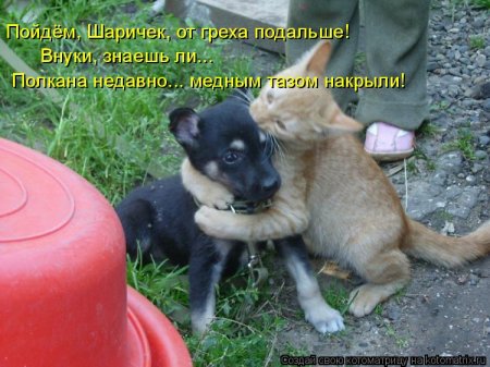 Не только котоматрицы.