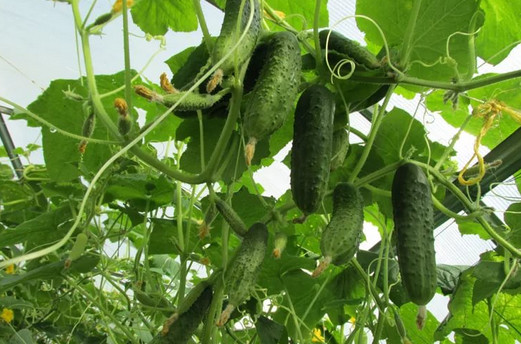 Самые шикарные огурцы у меня получились на компостной куче... Обязательно запомню!