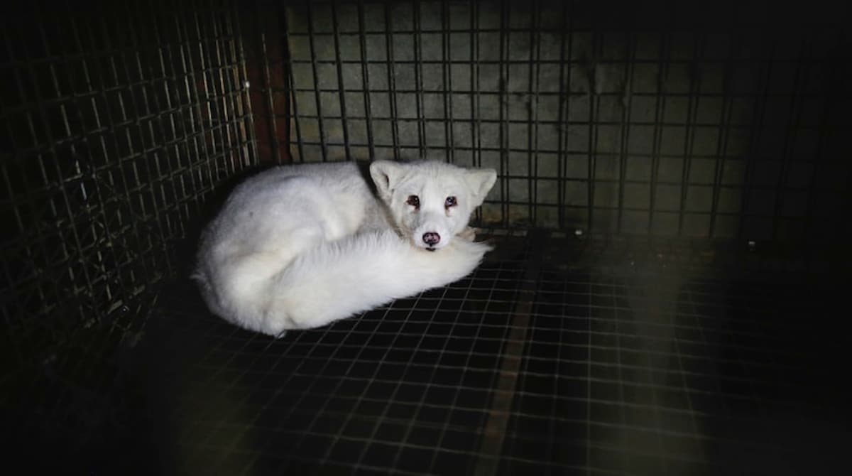 песец в клетке