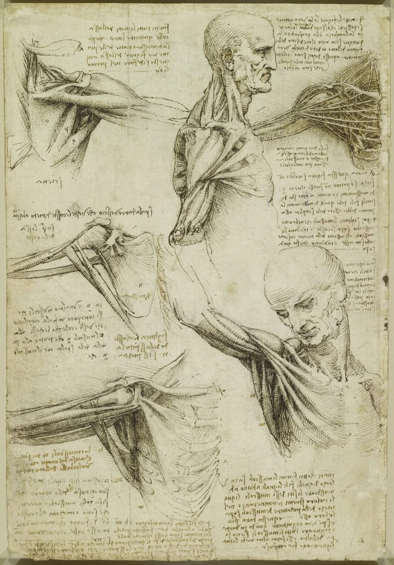 Recto: The superficial anatomy of the shoulder and neck. Verso:
