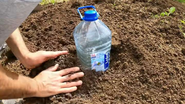 Проще не придумаешь: система капельного полива из 5л бутылки дача,полезные советы,сад и огород