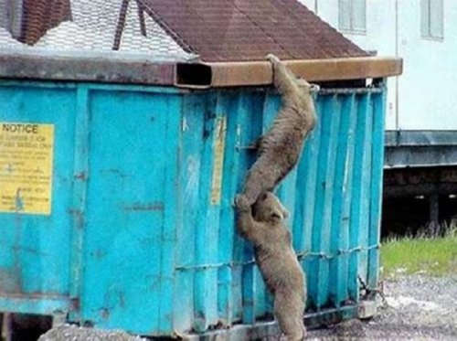 27 невероятных фотографий с животными, которые любят помогать другим 27 невероятных фотографий с животными, которые любят помогать другим mir-interes.info