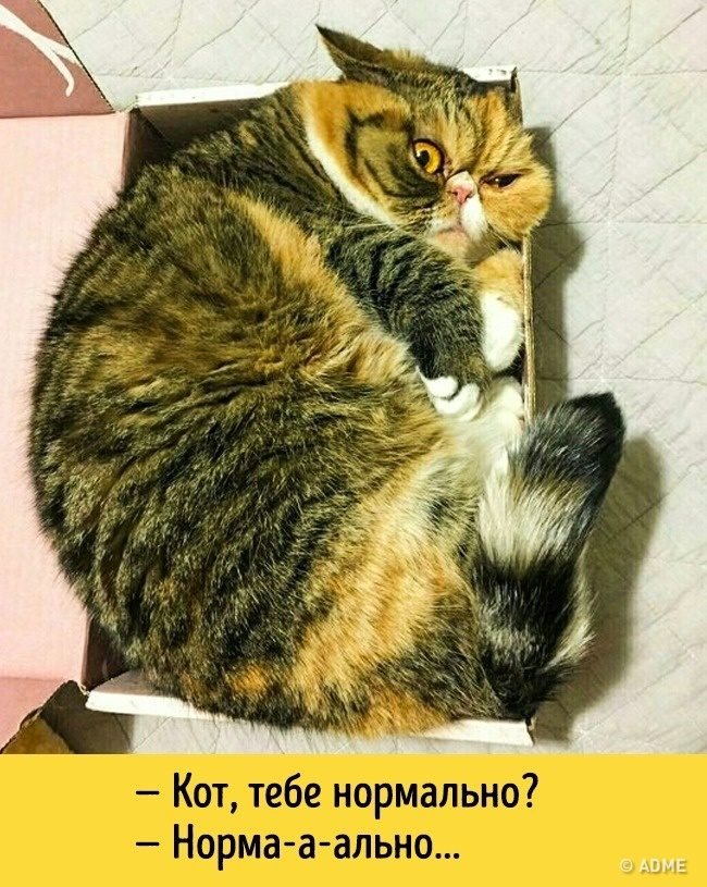Животные, которые разучились скрывать свои эмоции