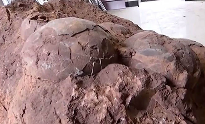 Китаец случайно нашел уникальное яйцо древнего динозавра археология,динозавр,наука,палеонтология,Пространство