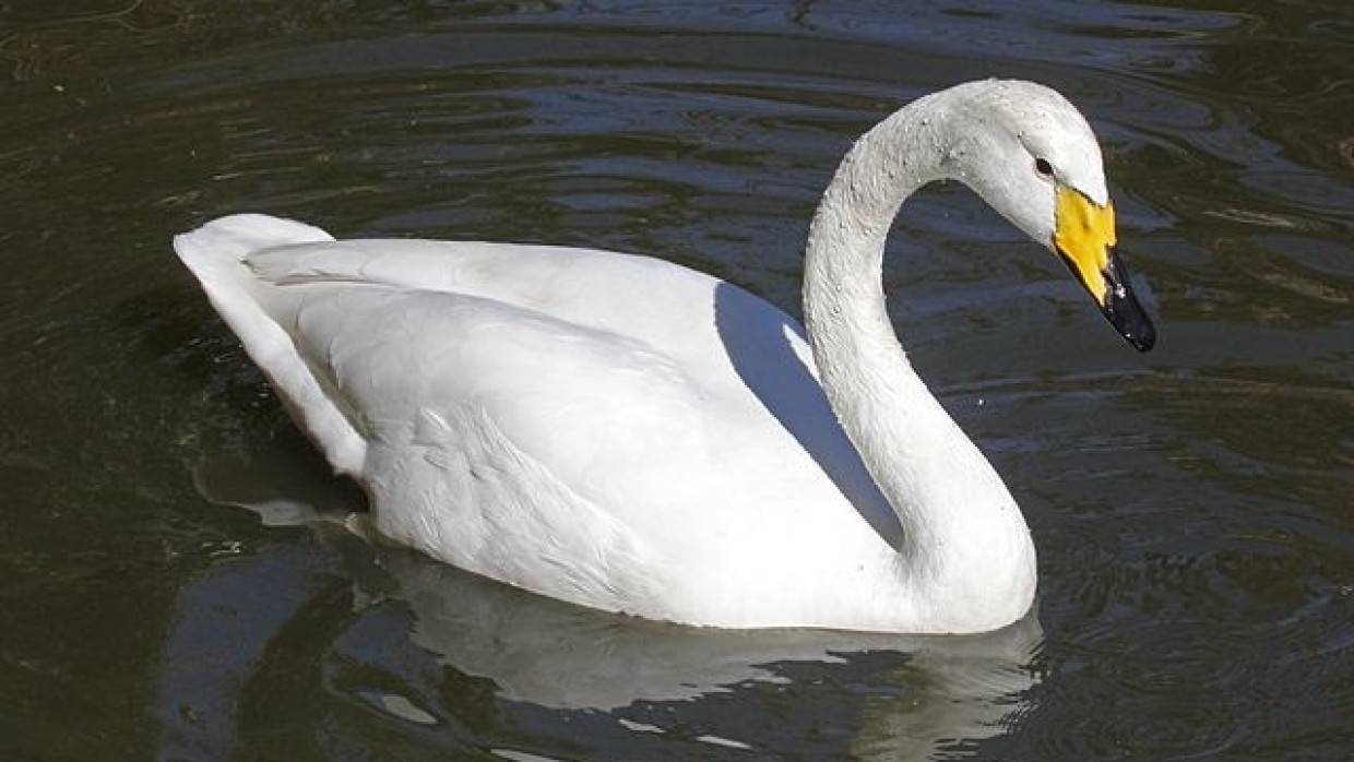 Житель Татарстана спас от гибели не умеющего летать лебедя