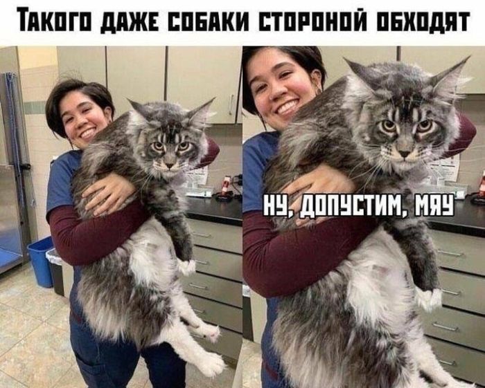 Прикольные картинки с надписями и лишнее внимание от домашних Прикольные картинки с надписями и лишнее внимание от домашних