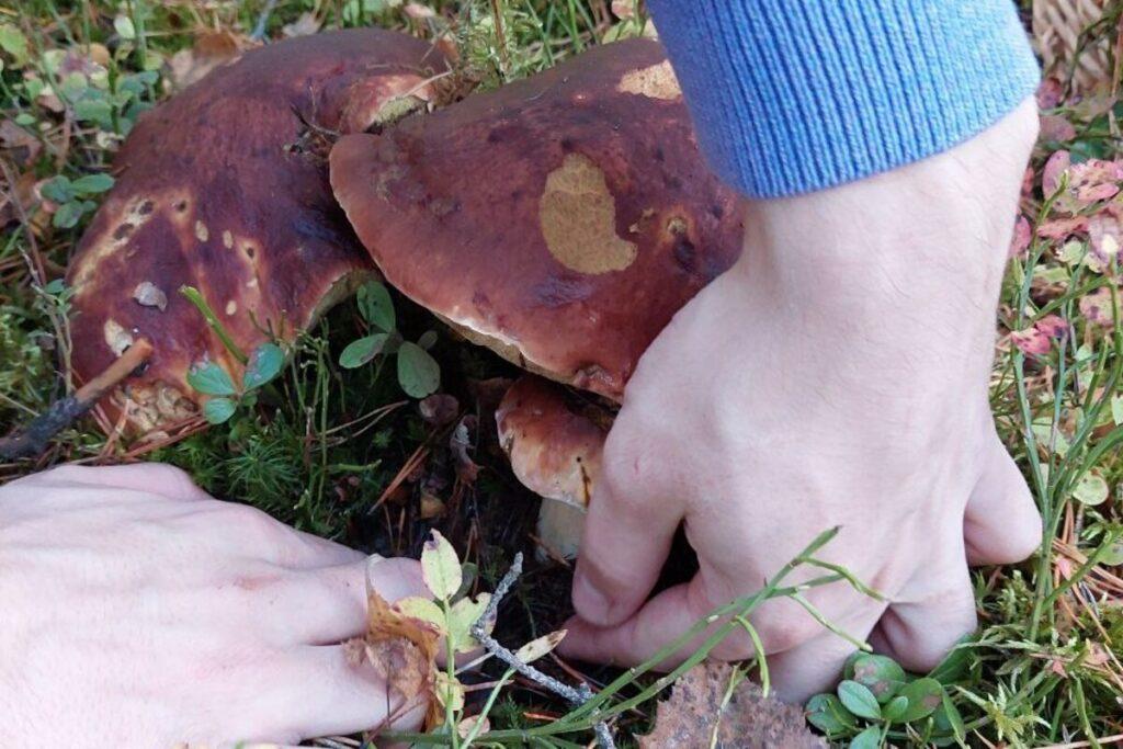 Миколог рассказал об условиях начала супергрибного сезона