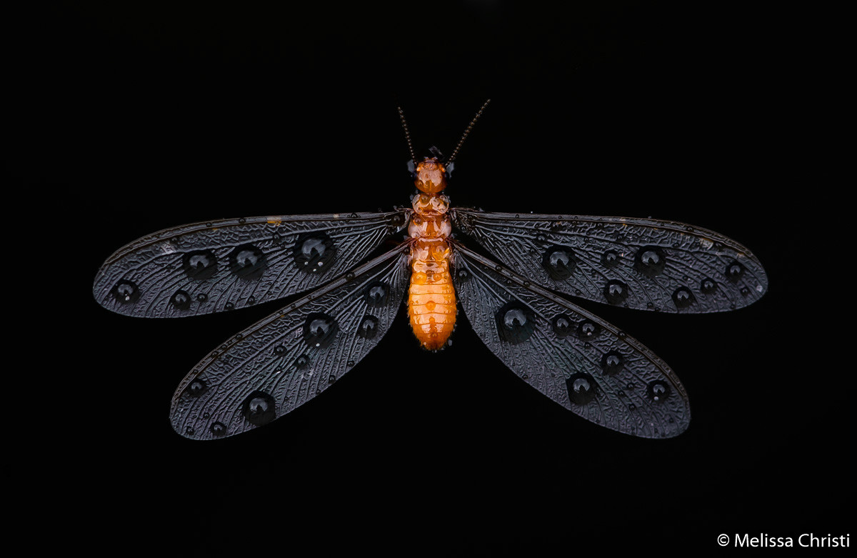 Победители Australian Geographic Nature Photographer of the Year 2019