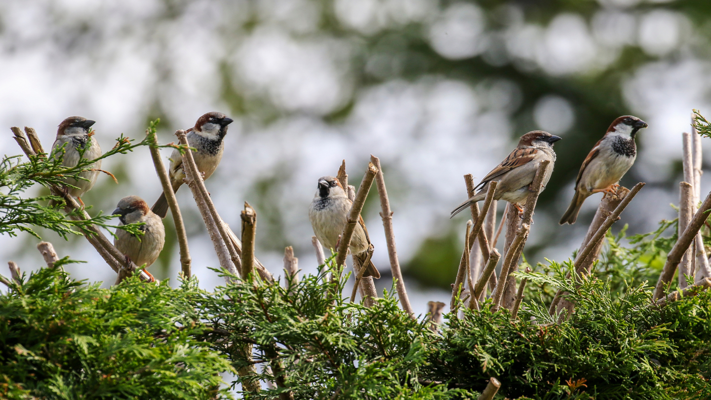 Зачем считают воробьев воробьев, переписи, может, России, можно, данные, участие, численность, человеком, воробья, принять, нужно, воробей, примерно, видим, каждый, более, обитает, Европе, следить