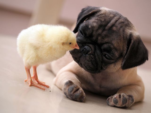 0_CATERS_PUG_AND_CHICK_01
