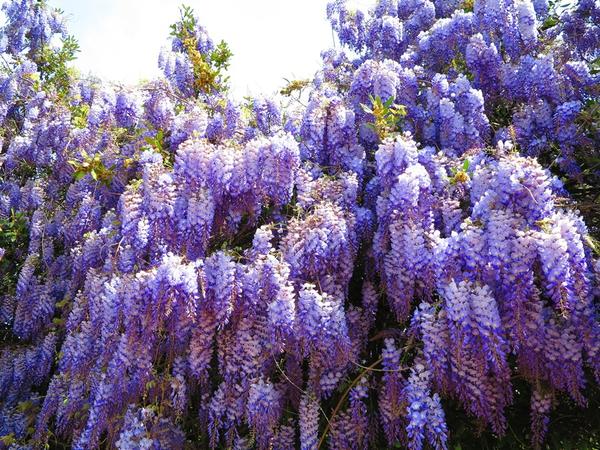 Китайская глициния (Wisteria chinensis)