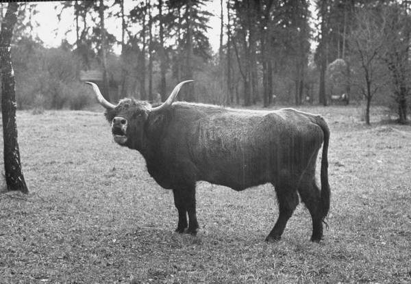 Это исторический кадр — один из первых быков Хека. 