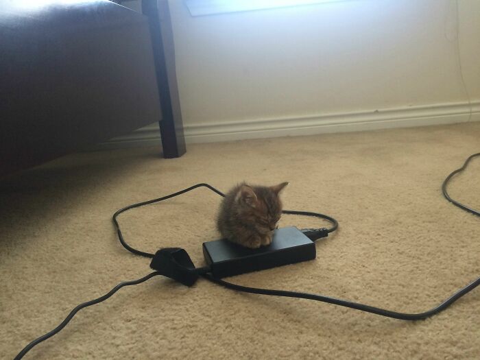 20 крошечных котят, про которых ласково говорят «ладошечные» 20 крошечных котят, про которых ласково говорят «ладошечные»